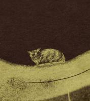 Bayan koyu_kahve Wonder